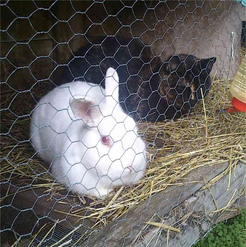 Snehvit har f�tt bes�k av Buffy i buret :)